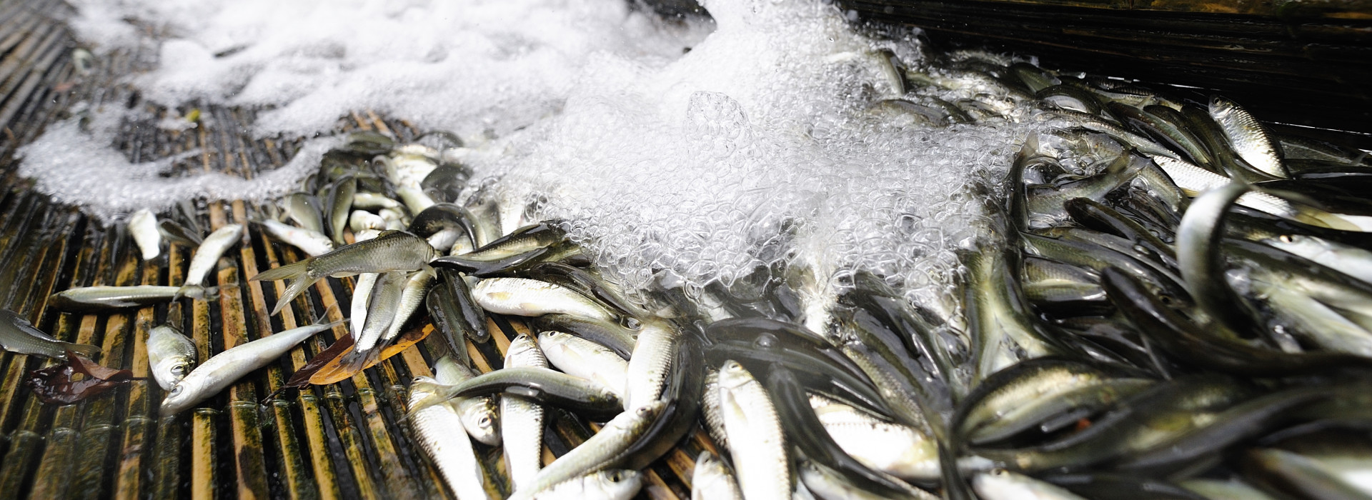 Konpapeng_2012_JEP8615__FocusFillWzE5MjAsNzAwLCJ5Iiw1Nzdd